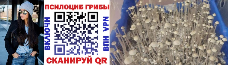 Псилоцибиновые грибы GOLDEN TEACHER  где купить наркоту  Соль-Илецк 